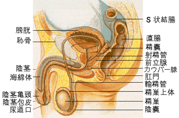 350px-Male_reproductive_system_lateral_ja.png